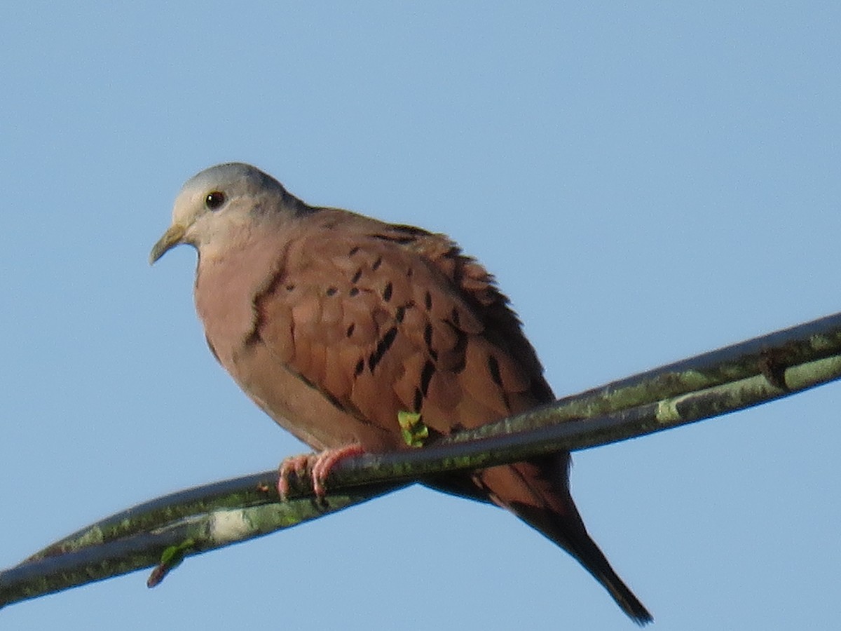 Ruddy Ground Dove - Mark Salvidge