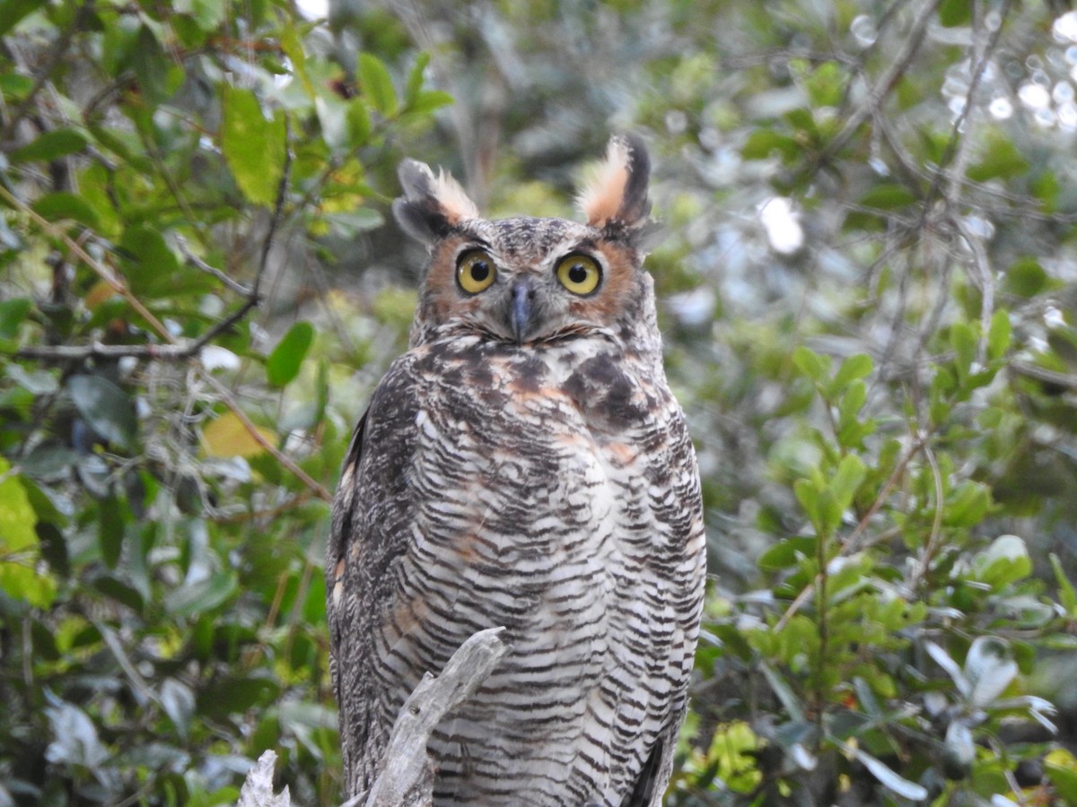 Great Horned Owl - ML112693971