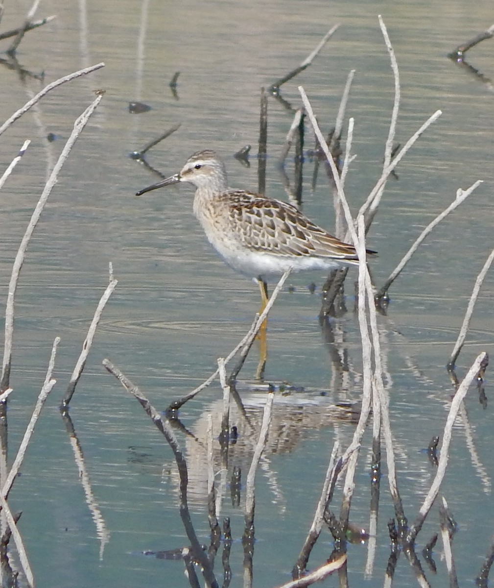 Stilt Sandpiper - ML112694881