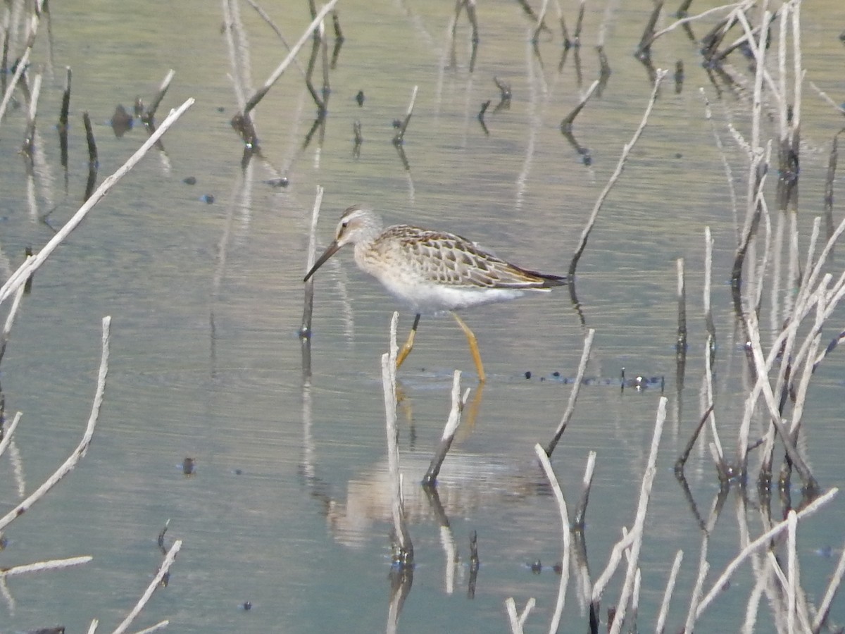 Stilt Sandpiper - ML112694931