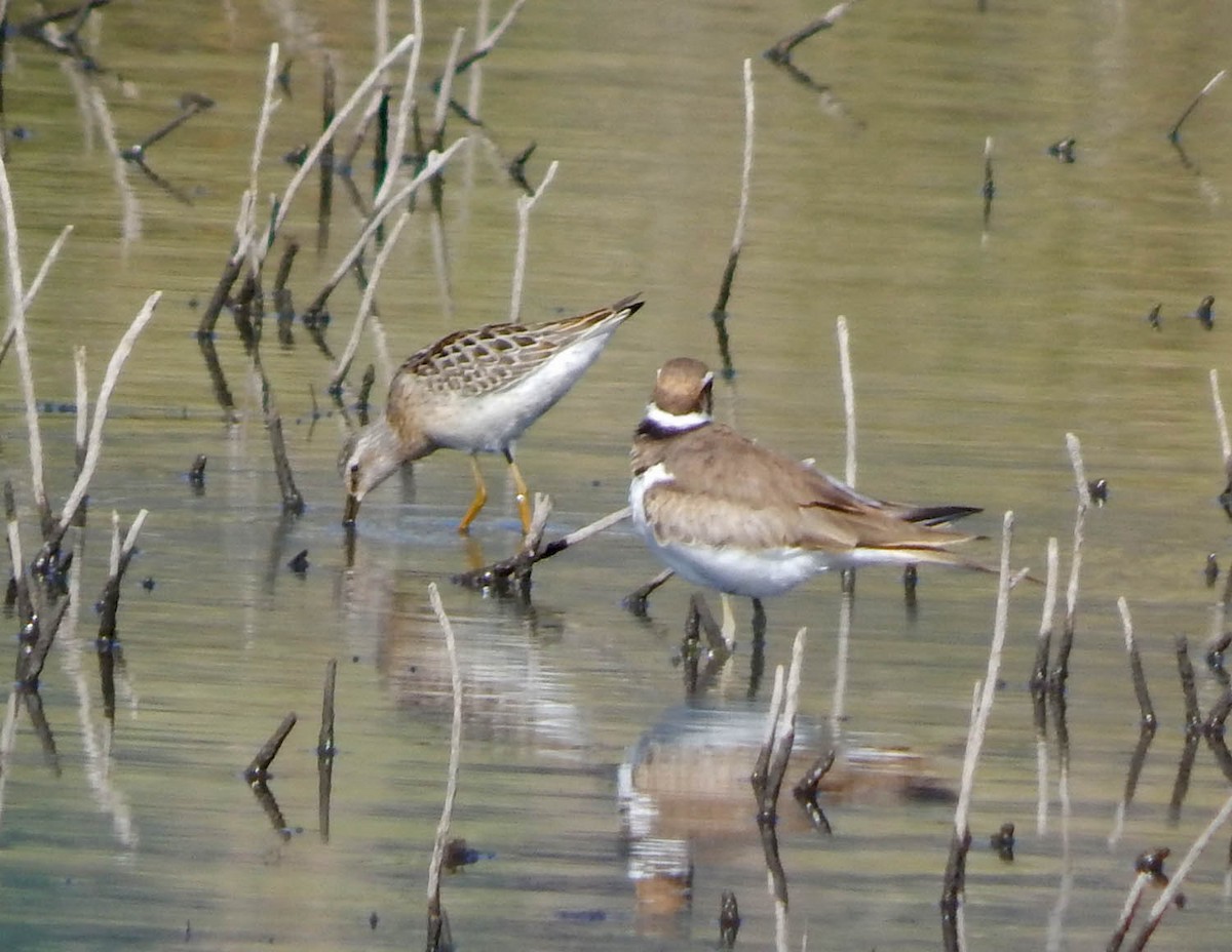 Stilt Sandpiper - ML112694951