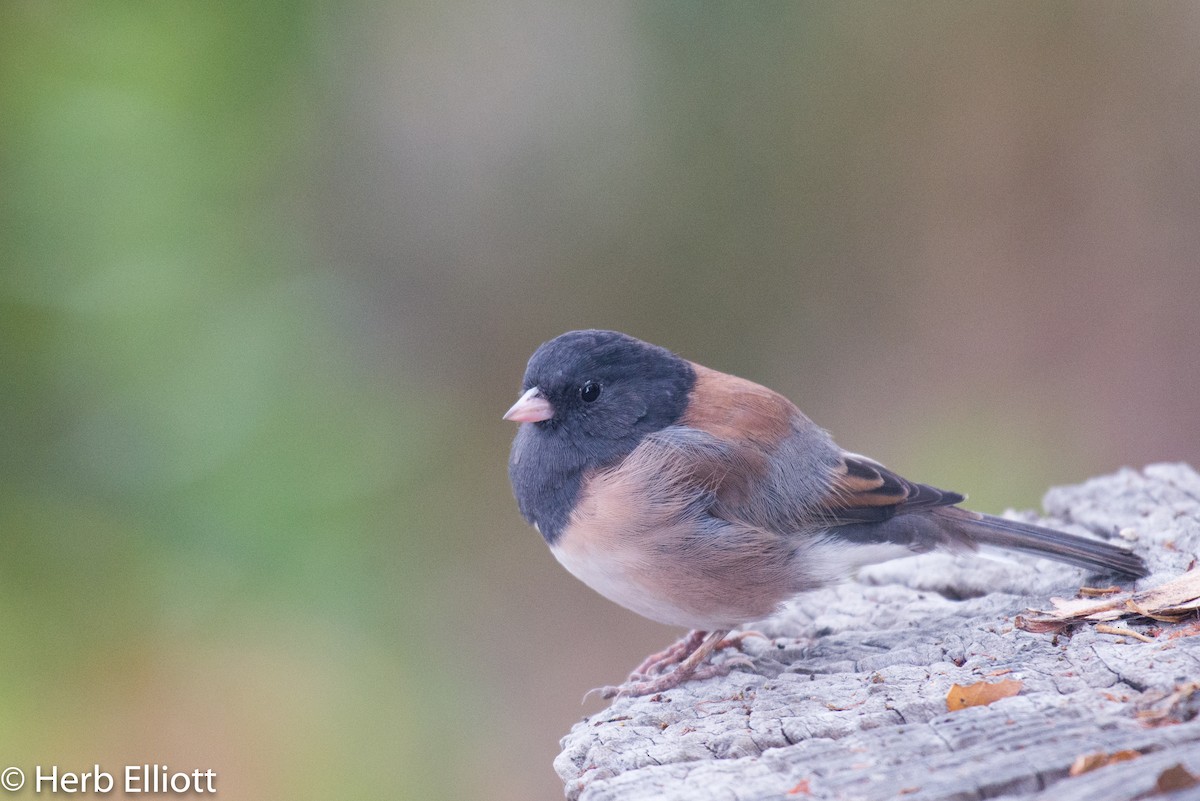 Junco ardoisé (groupe oreganus) - ML112696241