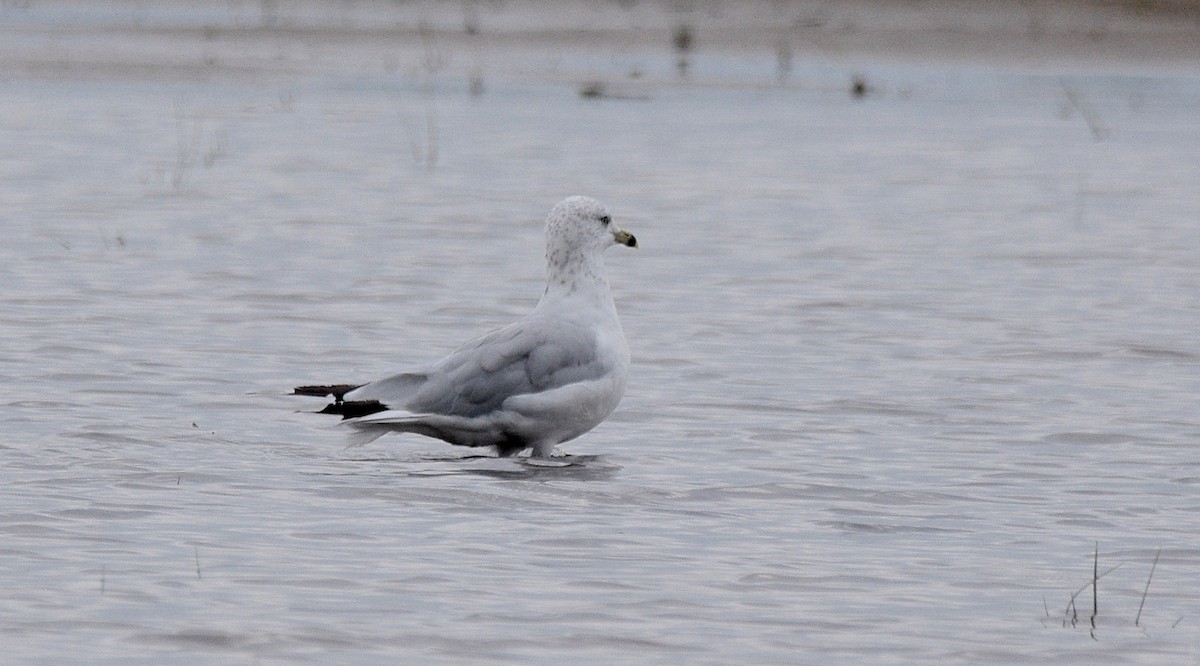 Ring-billed Gull - ML112696831