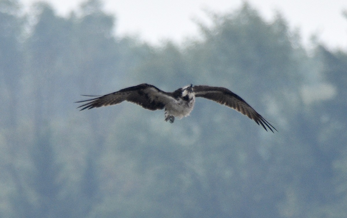 Osprey - Benoit Goyette Nathalie Fortin