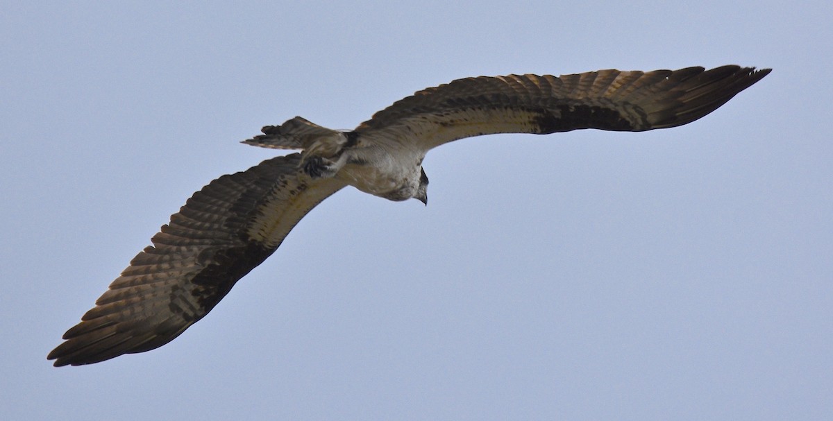 Osprey - ML112697641