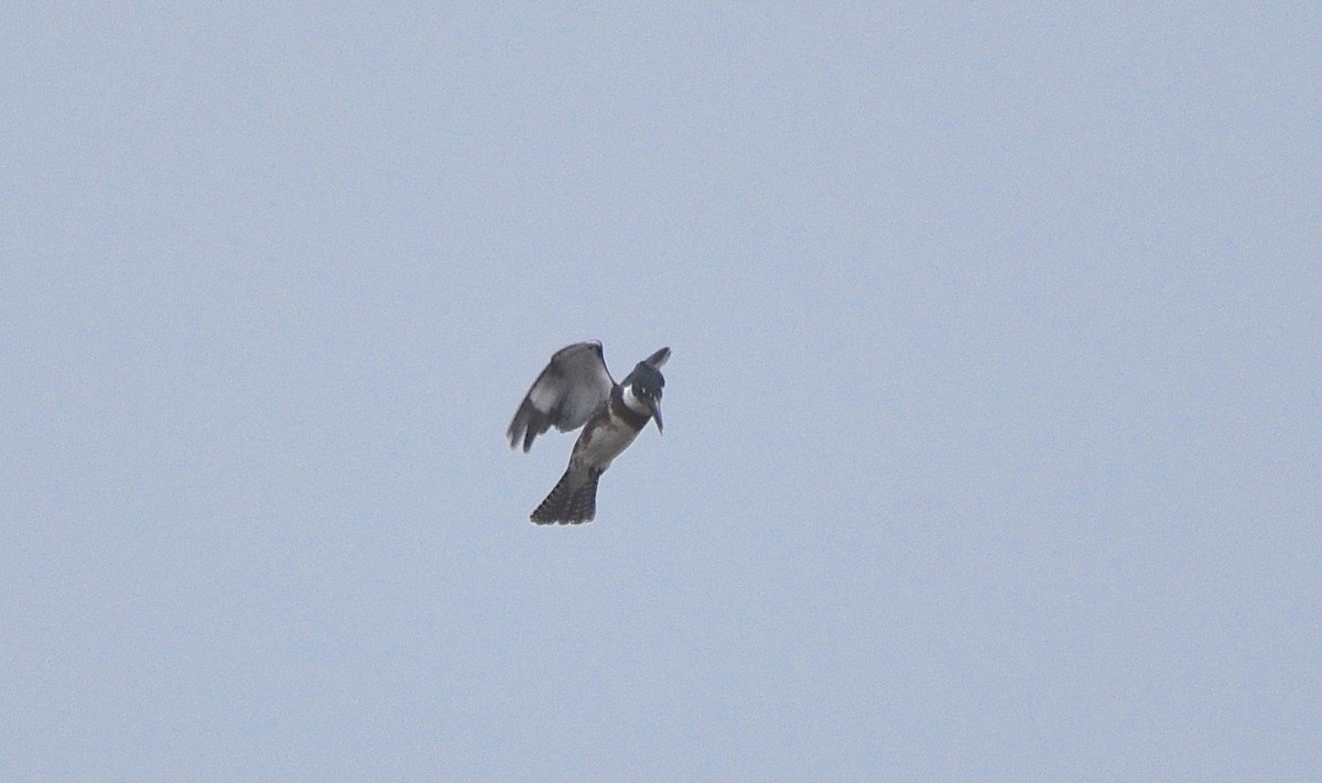Belted Kingfisher - ML112698161