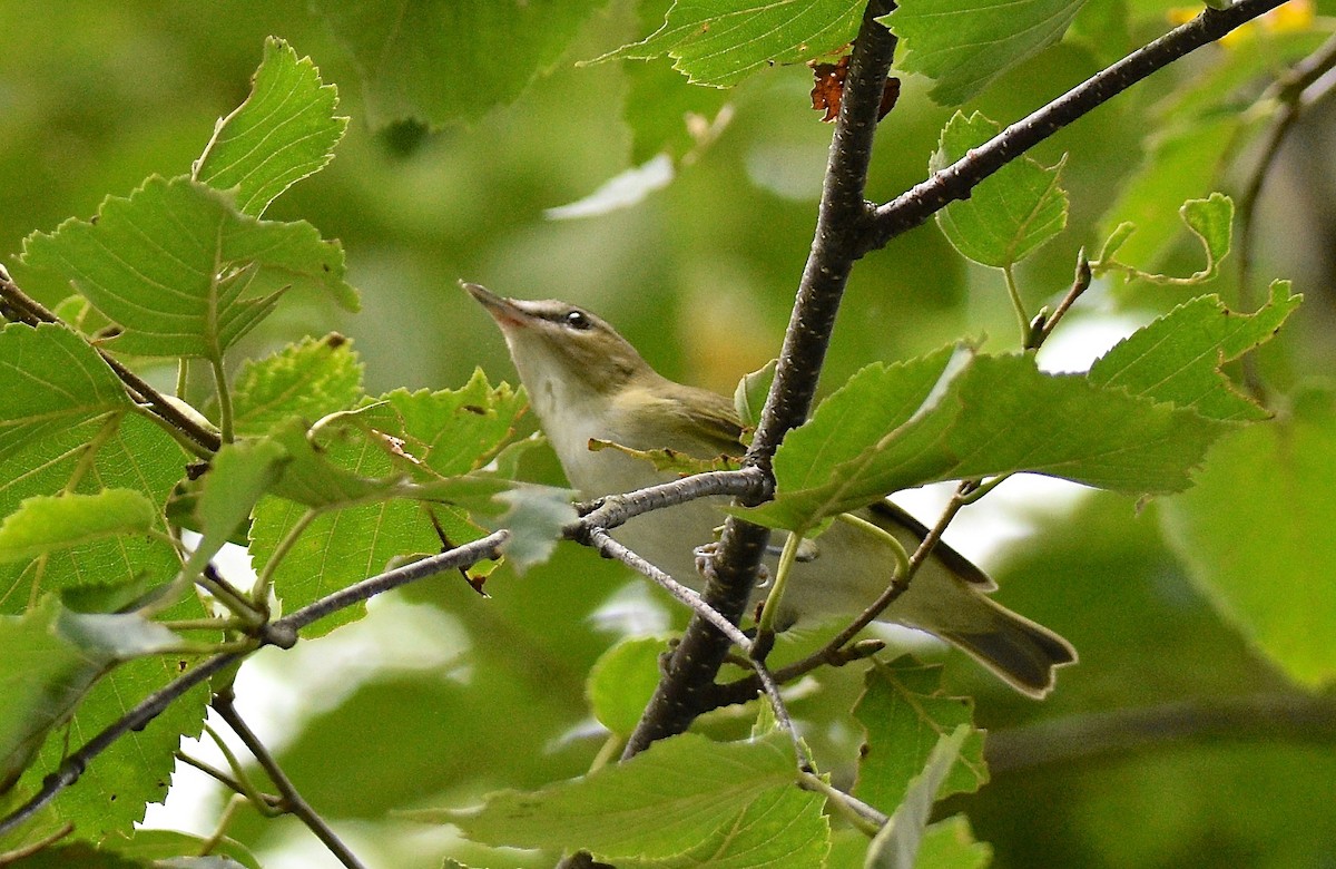 Red-eyed Vireo - ML112698391