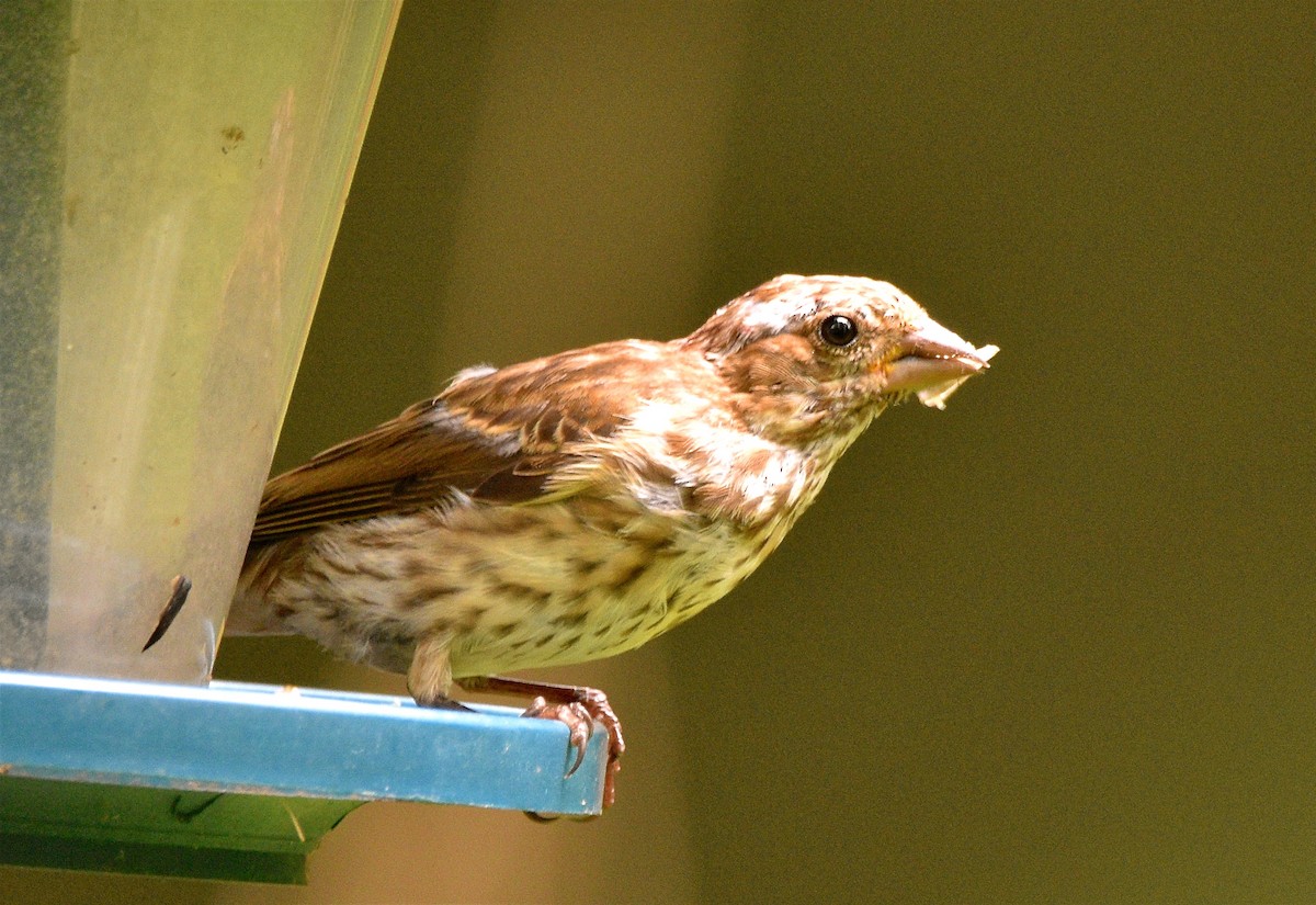 Purple Finch - Benoit Goyette