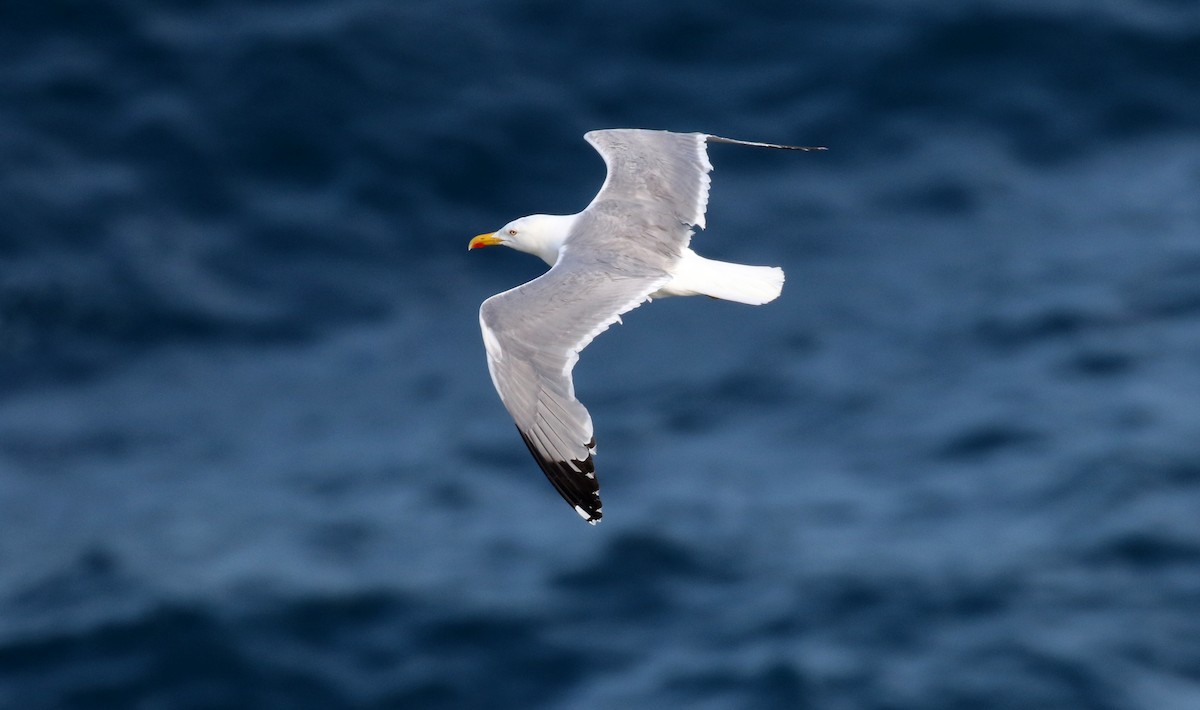 Yellow-legged Gull - Jay McGowan