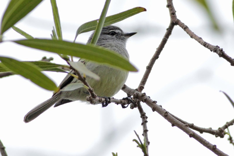 White-crested Tyrannulet (Sulphur-bellied) - ML112700371