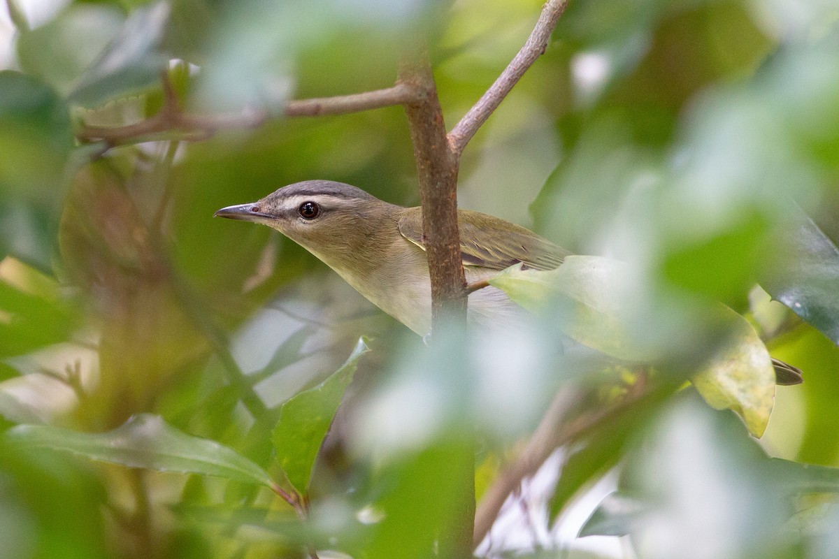 Red-eyed Vireo - Jeff O'Connell