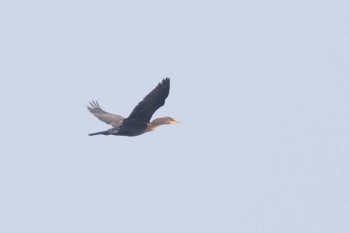 Double-crested Cormorant - ML112701951