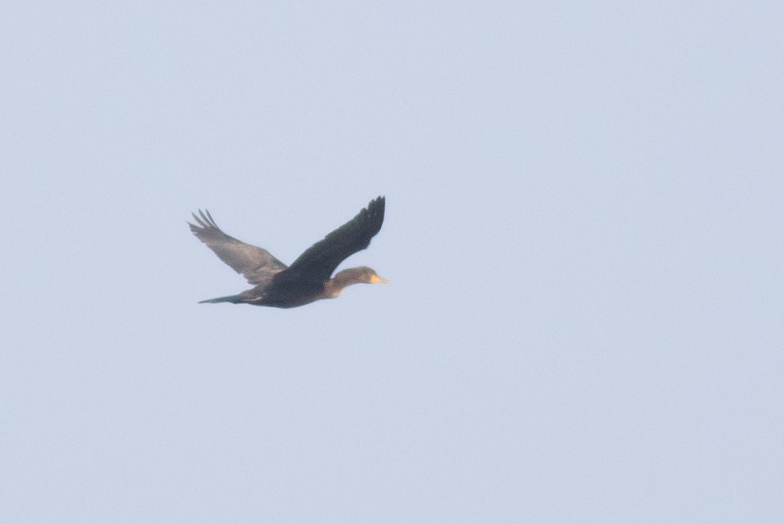 Double-crested Cormorant - ML112702021