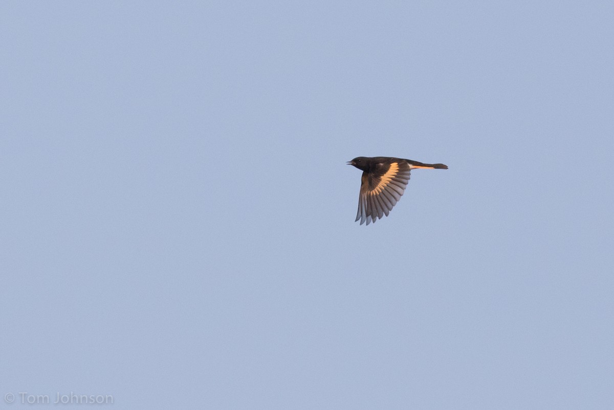 American Redstart - ML112702211