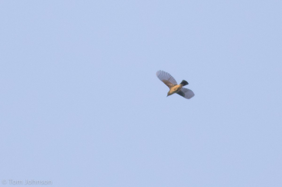 Black-throated Blue Warbler - ML112702531