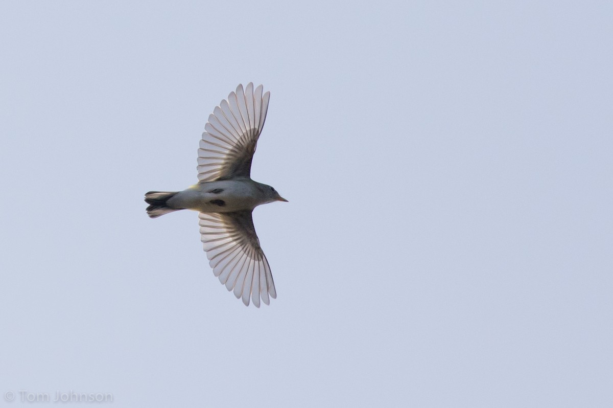 Chestnut-sided Warbler - ML112702771