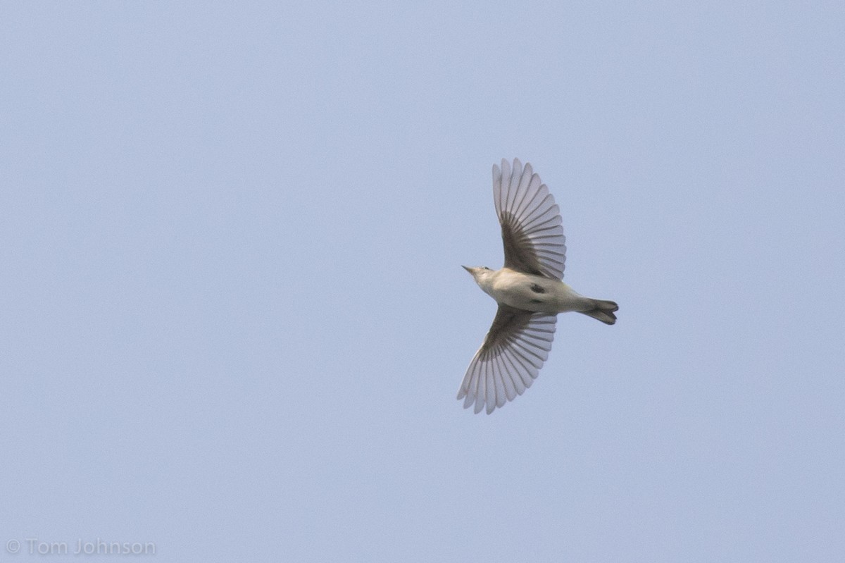 Chestnut-sided Warbler - ML112702781