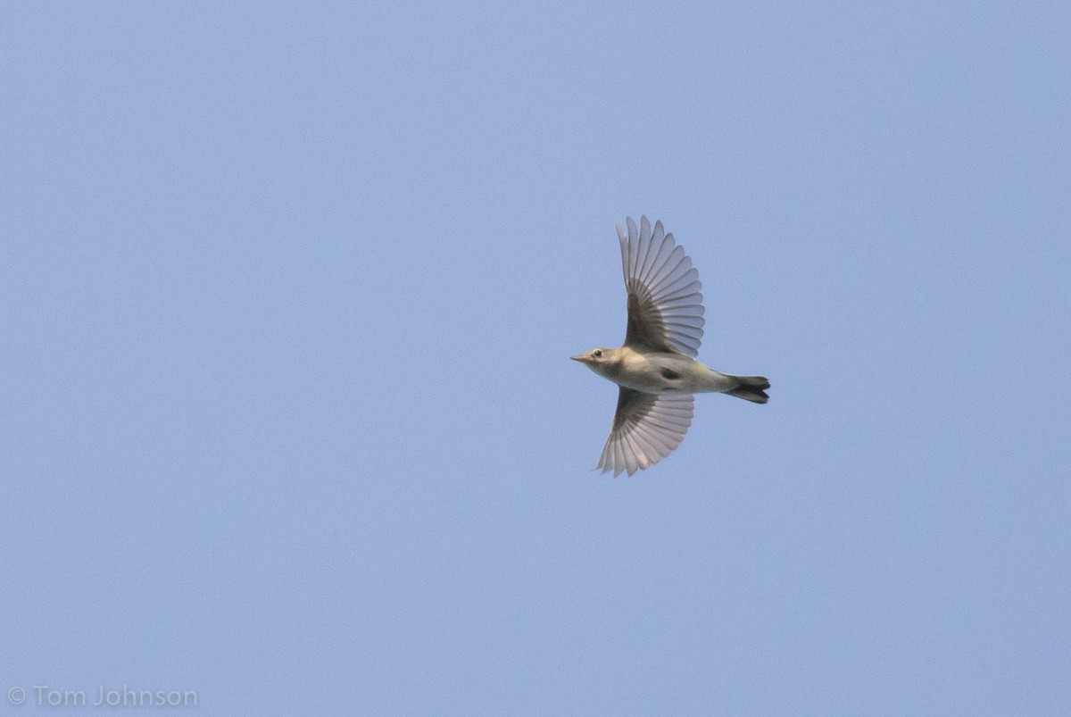 Chestnut-sided Warbler - ML112702791