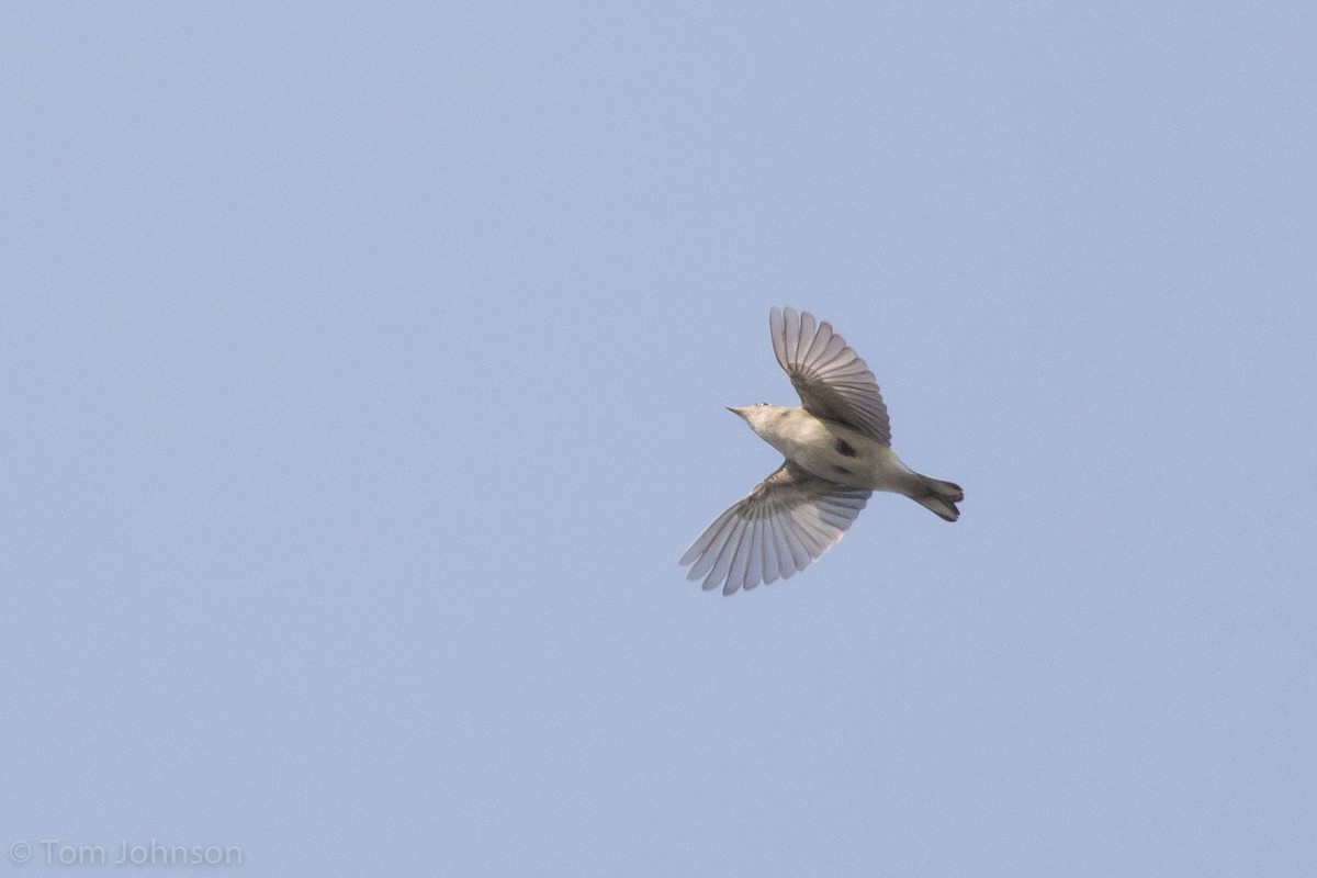 Gelbscheitel-Waldsänger - ML112702801