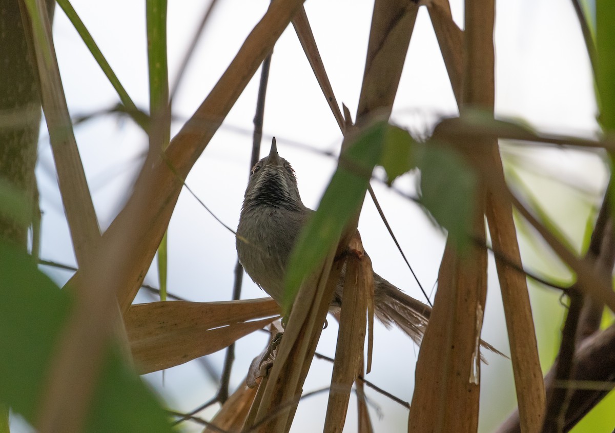 Dark-breasted Spinetail - ML112703361