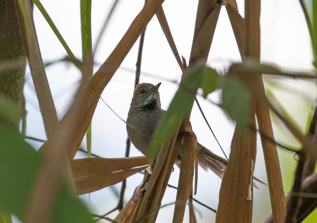 Dark-breasted Spinetail - ML112703371