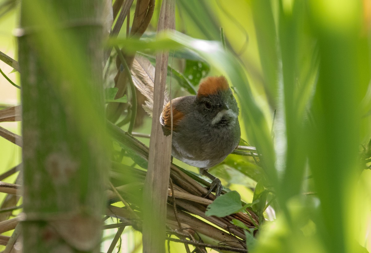 Dark-breasted Spinetail - ML112703401