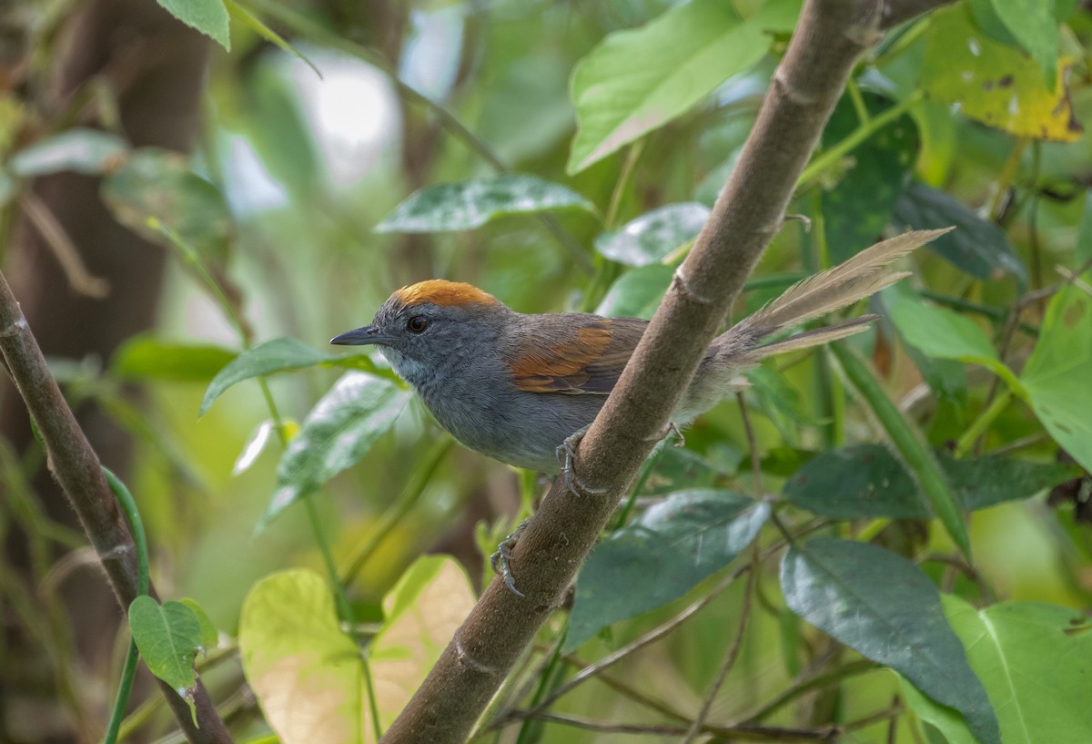 Dark-breasted Spinetail - Cullen Hanks