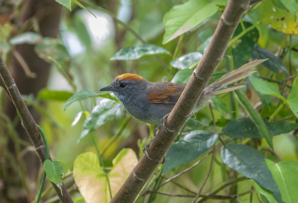 Dark-breasted Spinetail - ML112703421