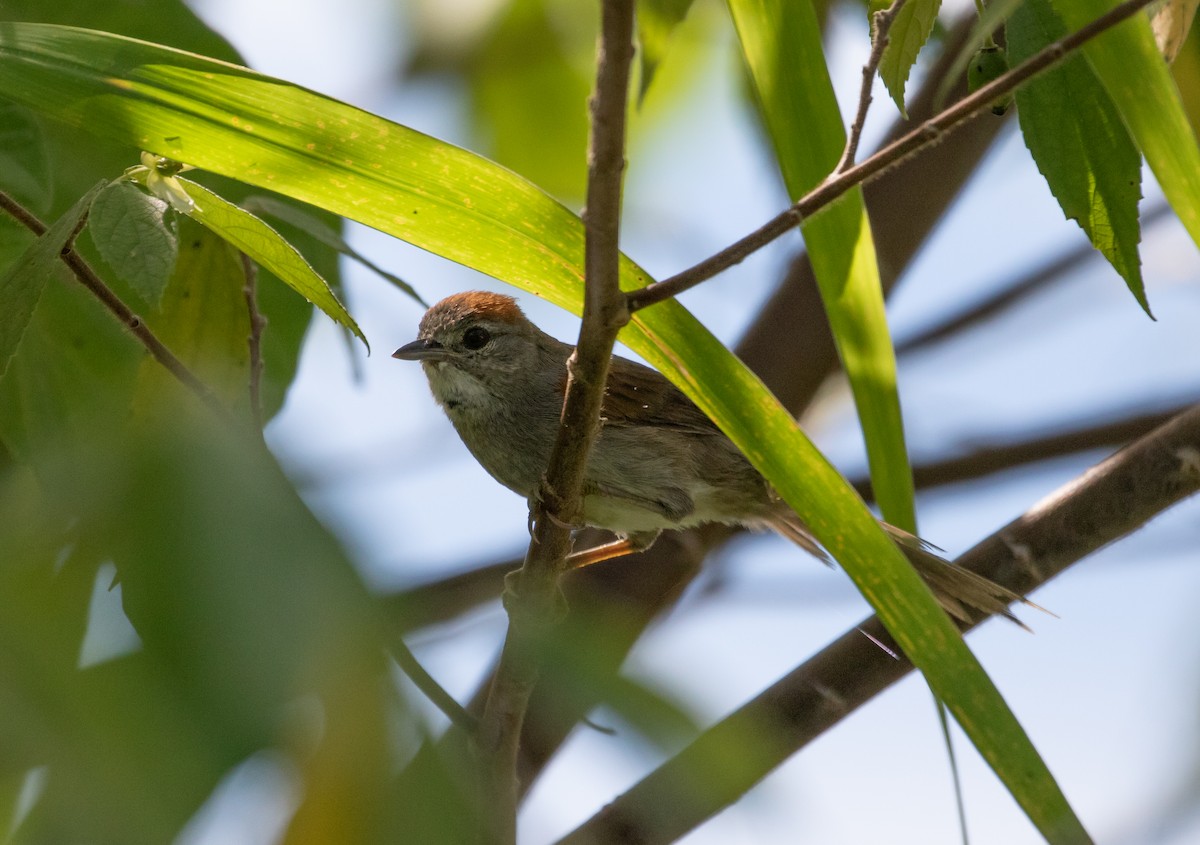 Dark-breasted Spinetail - ML112703431