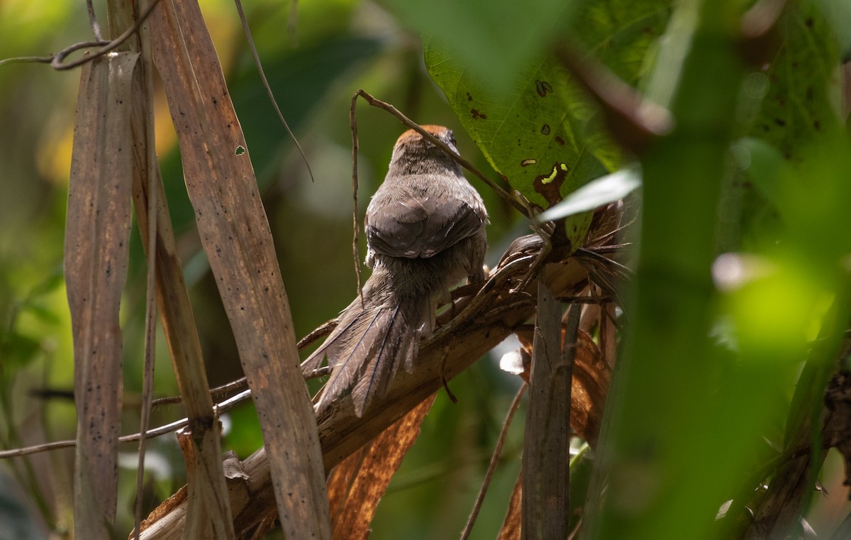 Dark-breasted Spinetail - ML112703441