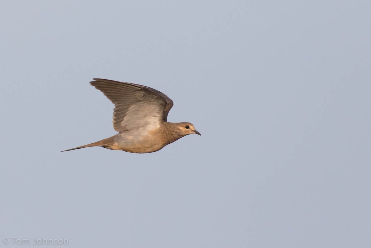 Mourning Dove - ML112703521