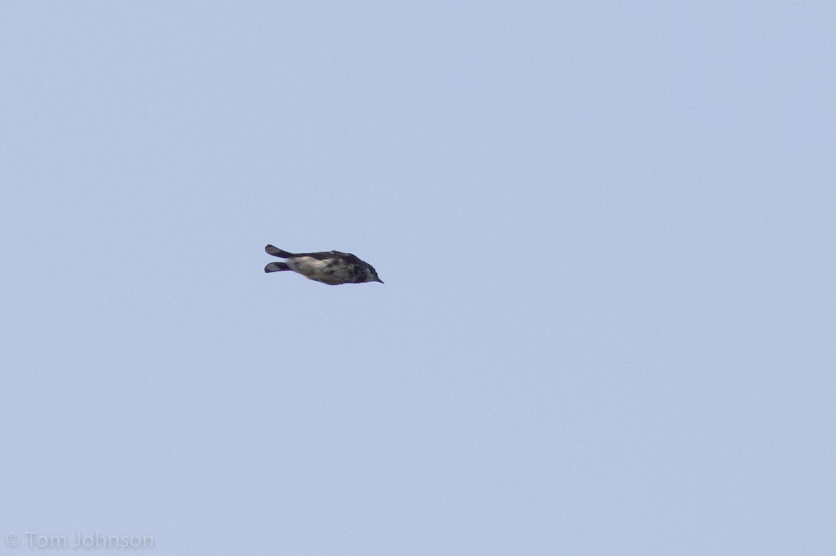 Yellow-rumped Warbler (Myrtle) - ML112703621