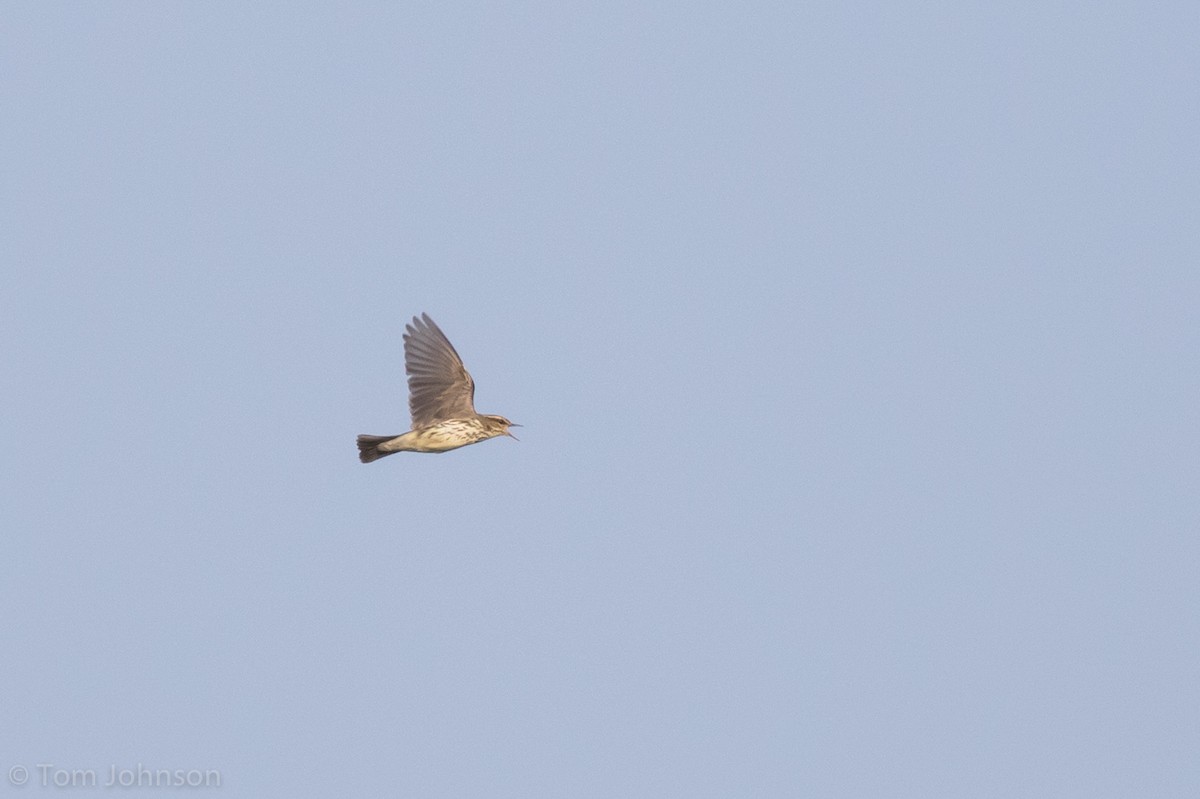 Northern Waterthrush - ML112703681