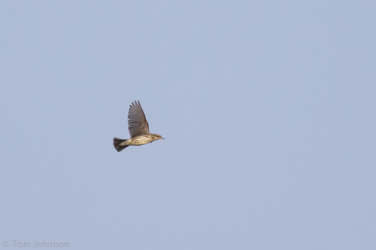 Northern Waterthrush - ML112703691