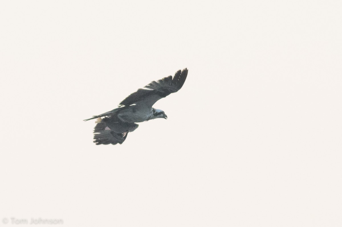 Águila Pescadora (carolinensis) - ML112703761