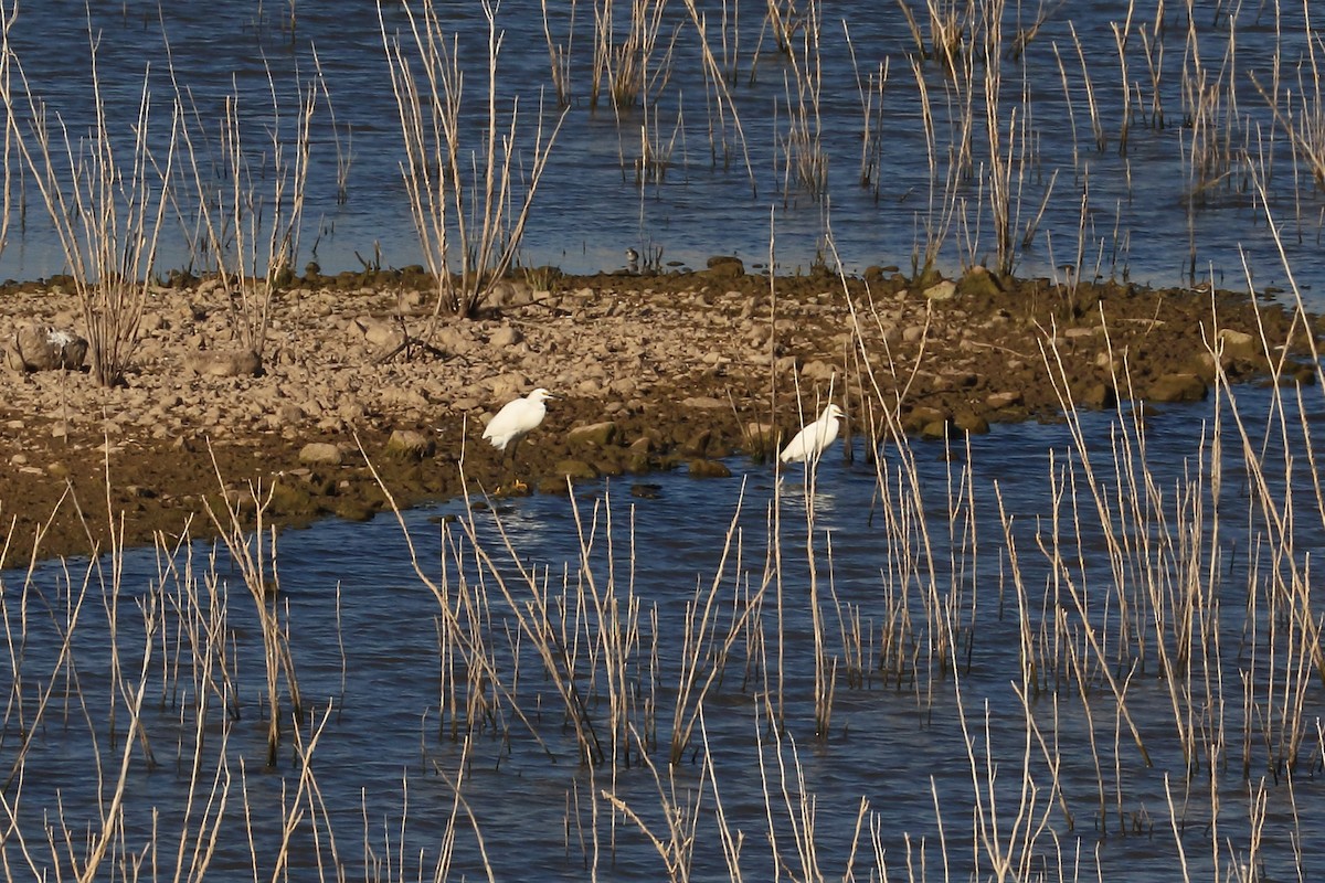 Snowy Egret - Lawrence Haller