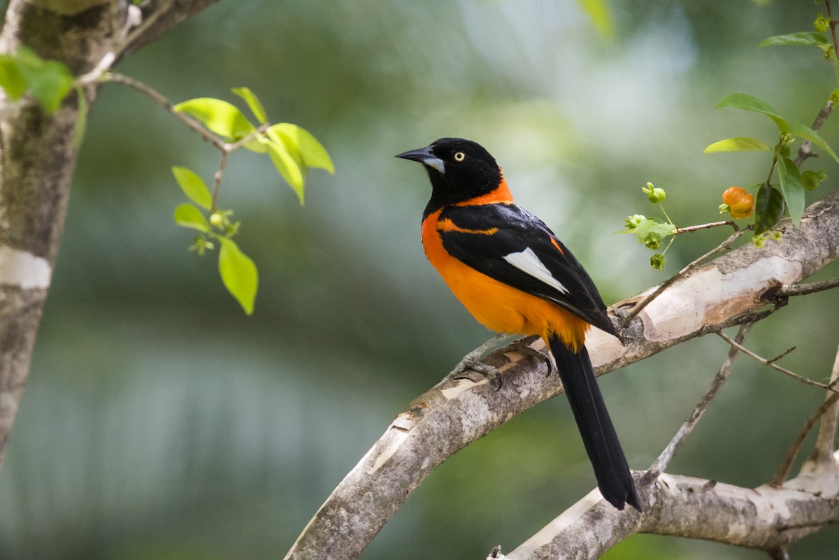 Campo Troupial - Claudia Brasileiro
