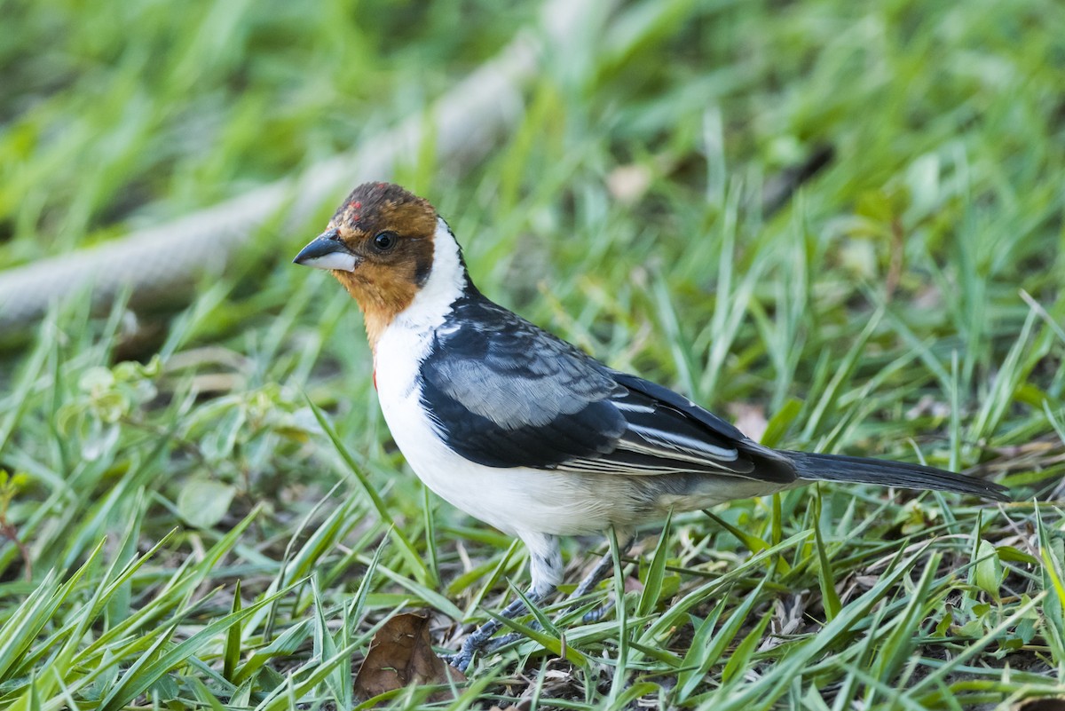 Red-cowled Cardinal - ML112708891