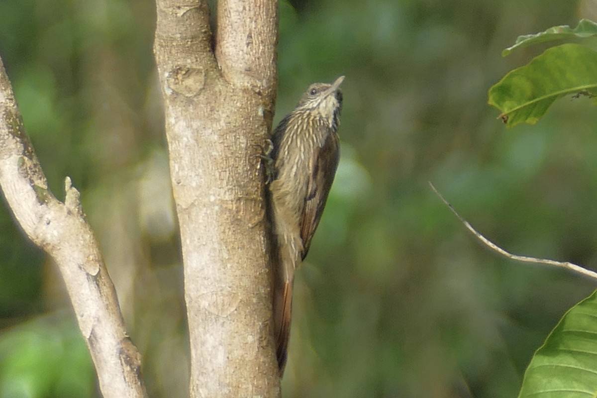 Inambari Woodcreeper - Peter Kaestner