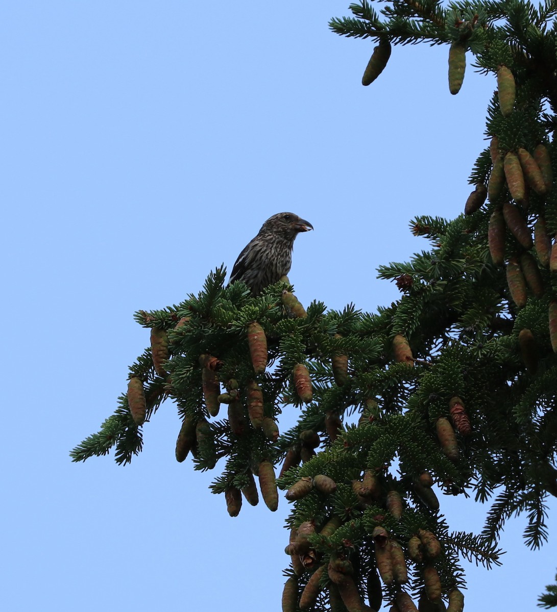 White-winged Crossbill - ML112709951