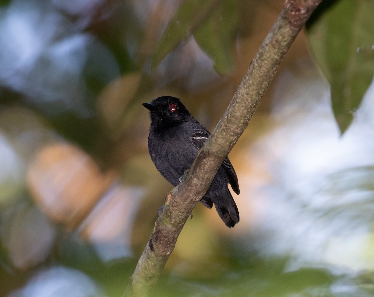 Black-tailed Antbird - Cullen Hanks