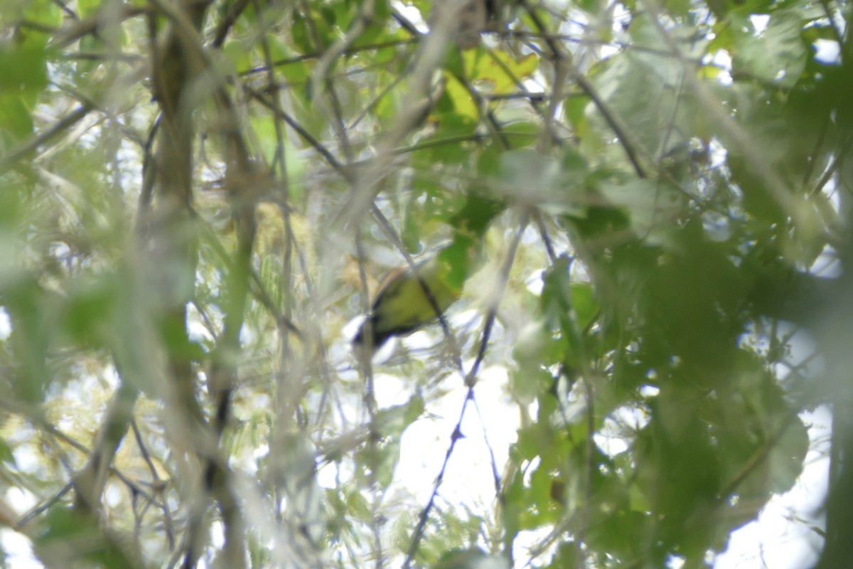 Rusty-winged Antwren - ML112712171