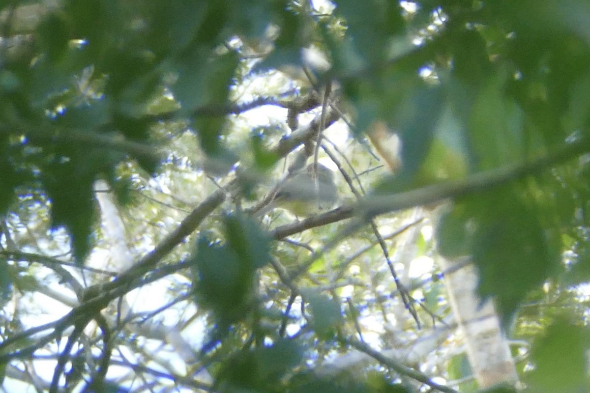 Manakin à ventre jaune - ML112712241