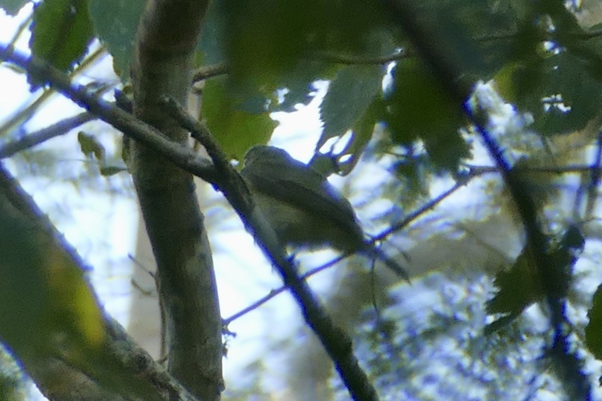 Manakin à ventre jaune - ML112712261