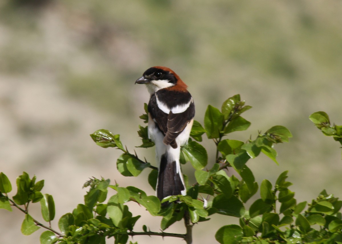 Woodchat Shrike - ML112712681