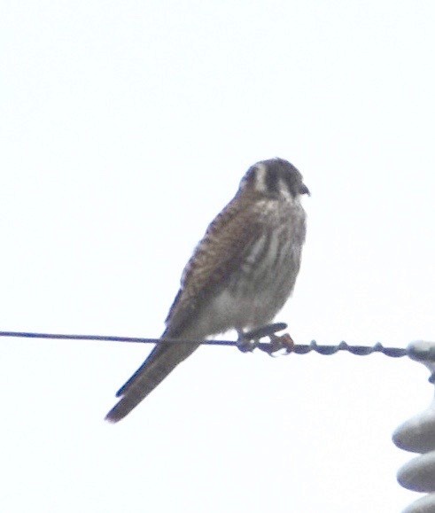 Buntfalke - ML112713481