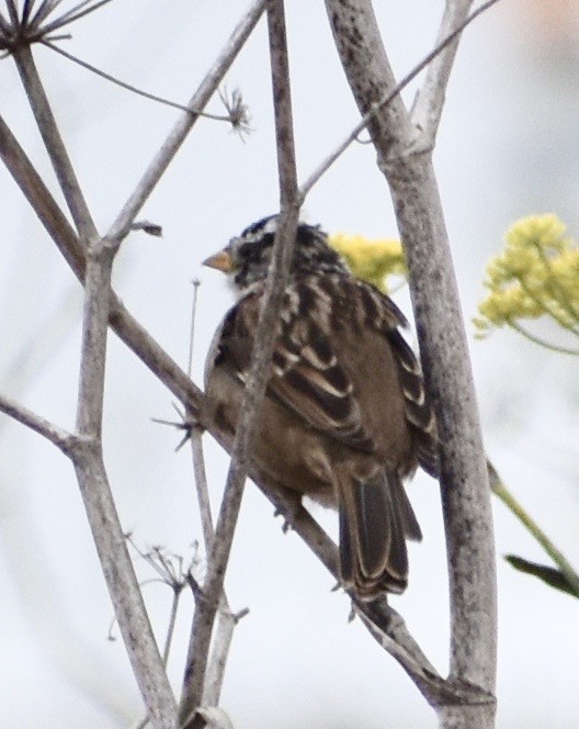 Dachsammer (nuttalli/pugetensis) - ML112713561