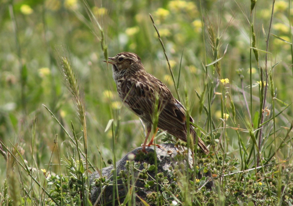 Wood Lark - ML112715821