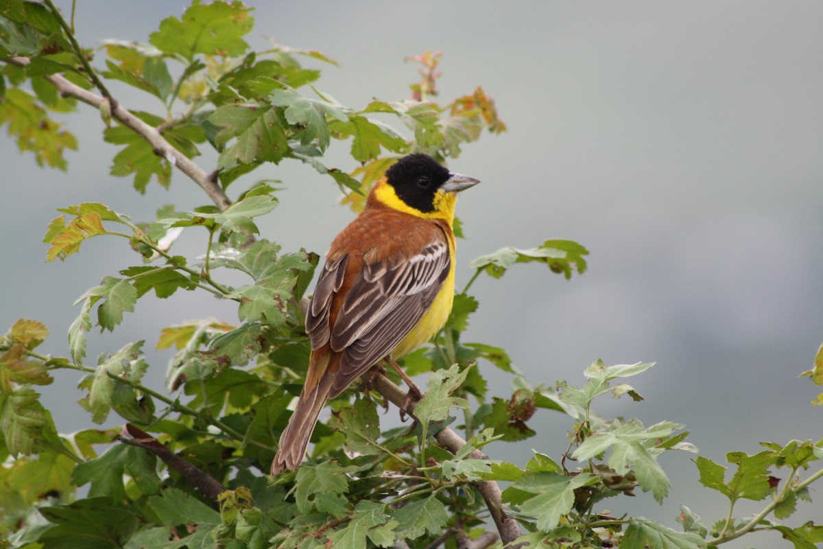 Black-headed Bunting - ML112715921