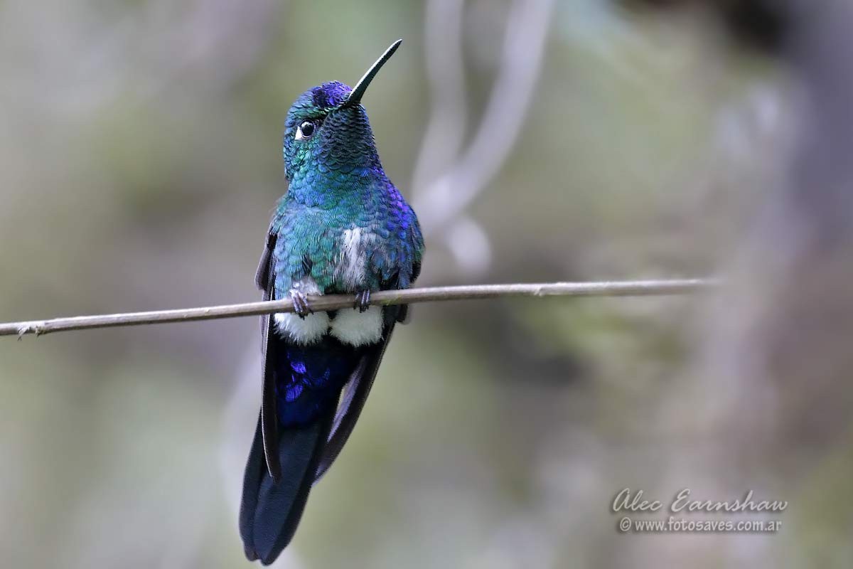 Blue-capped Puffleg - Alec Earnshaw